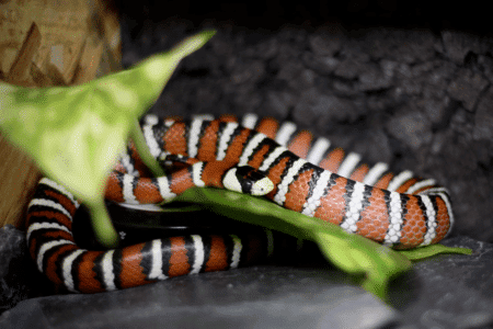 Watch: King Snake Vs Rattlesnake in Georgia