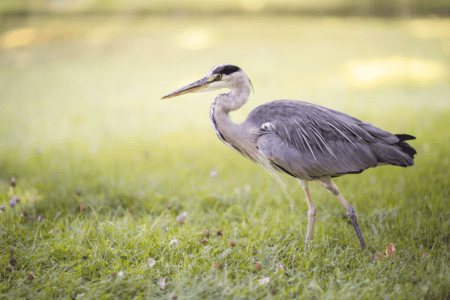 Grey Heron Seen For First Time Expanding Its Range In US