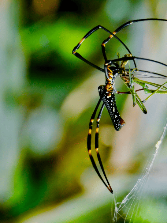 Bird Eating Golden Orb Spider Shocks Everyone