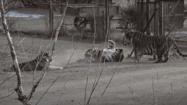 Massive Siberian Tiger Alpha Commands Respect of Group of Tigers
