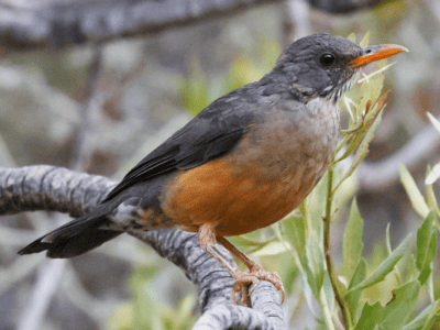 Watch Rare Encounter Of Olive Thrush Mating Dance