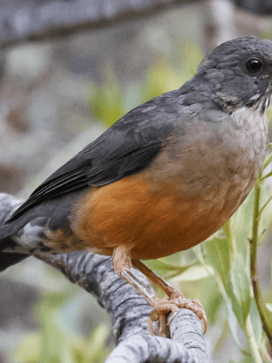 Watch Rare Encounter Of Olive Thrush Mating Dance