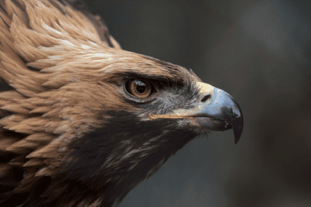 Golden Eagle Is The National Animal For Five Countries Including Mexico