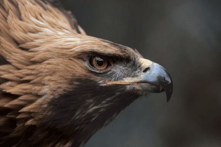 The Golden Eagle Is The National Animal For Five Countries