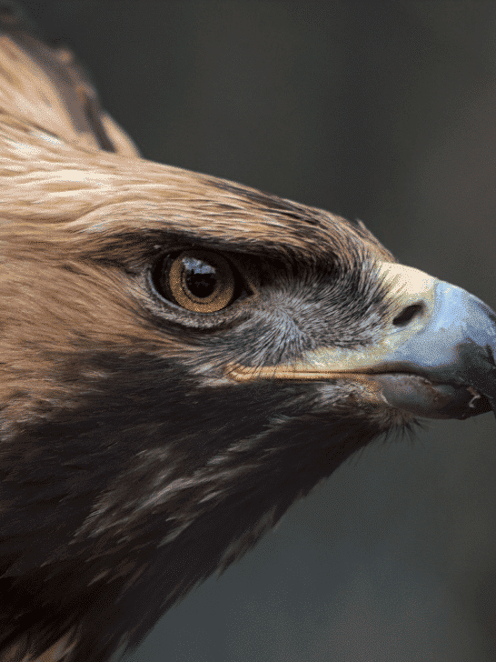 Golden Eagle Is The National Animal For Five Countries Including Mexico