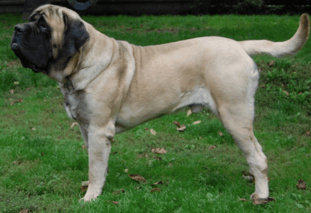 The 10 Rarest Dog Breeds Making a Comeback in America