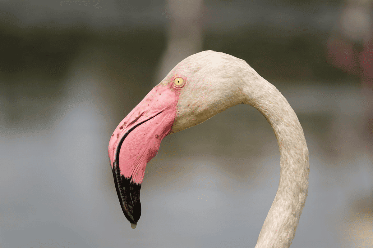 greater flamingo