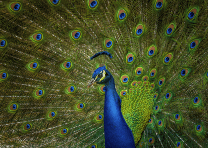 Animals by Color - Animals Around The Globe