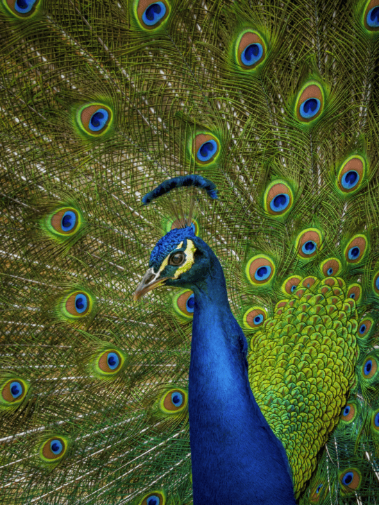 Unveil Peacock Spiritual Meaning