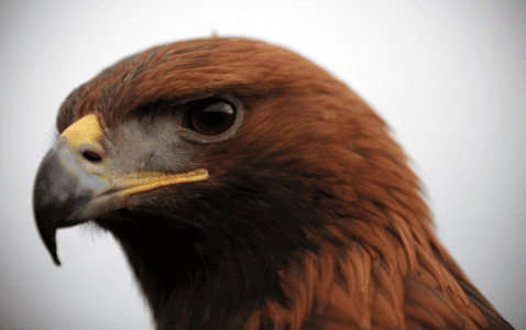 Meet The Largest Golden Eagle Ever Found