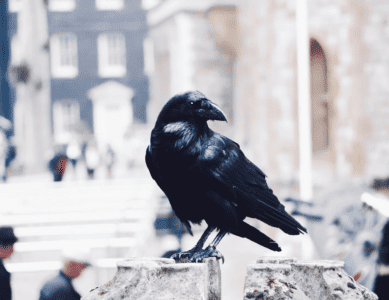 Discover Raven Spiritual Meaning