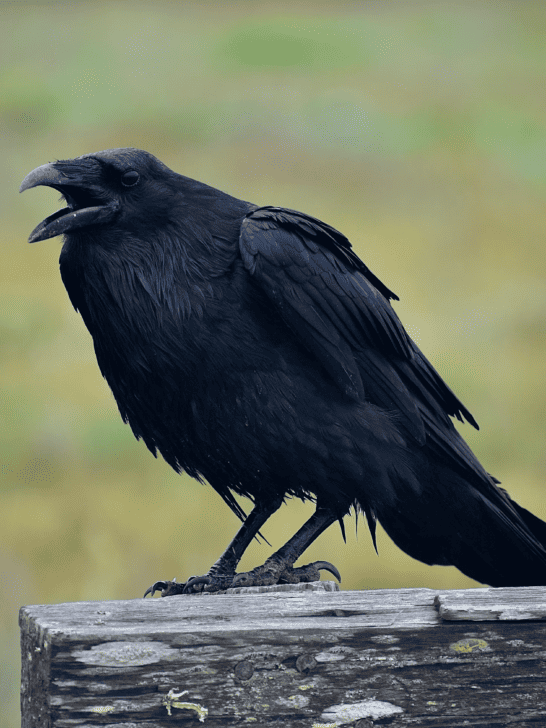 Ravens Outsmarting Humans? Scientists Are Shocked