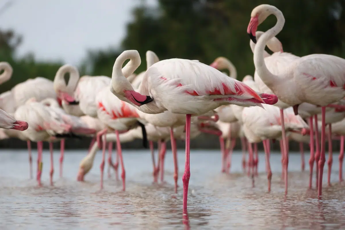 greater flamingo