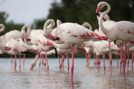 Meet The Largest Flamingo Species