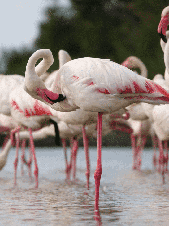 Meet The Largest Flamingo Species