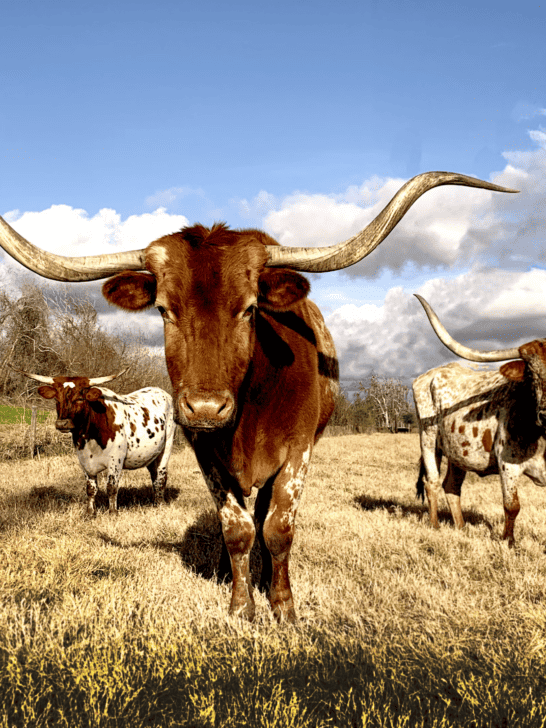 Meet The 10 Most Popular Animals Of Texas