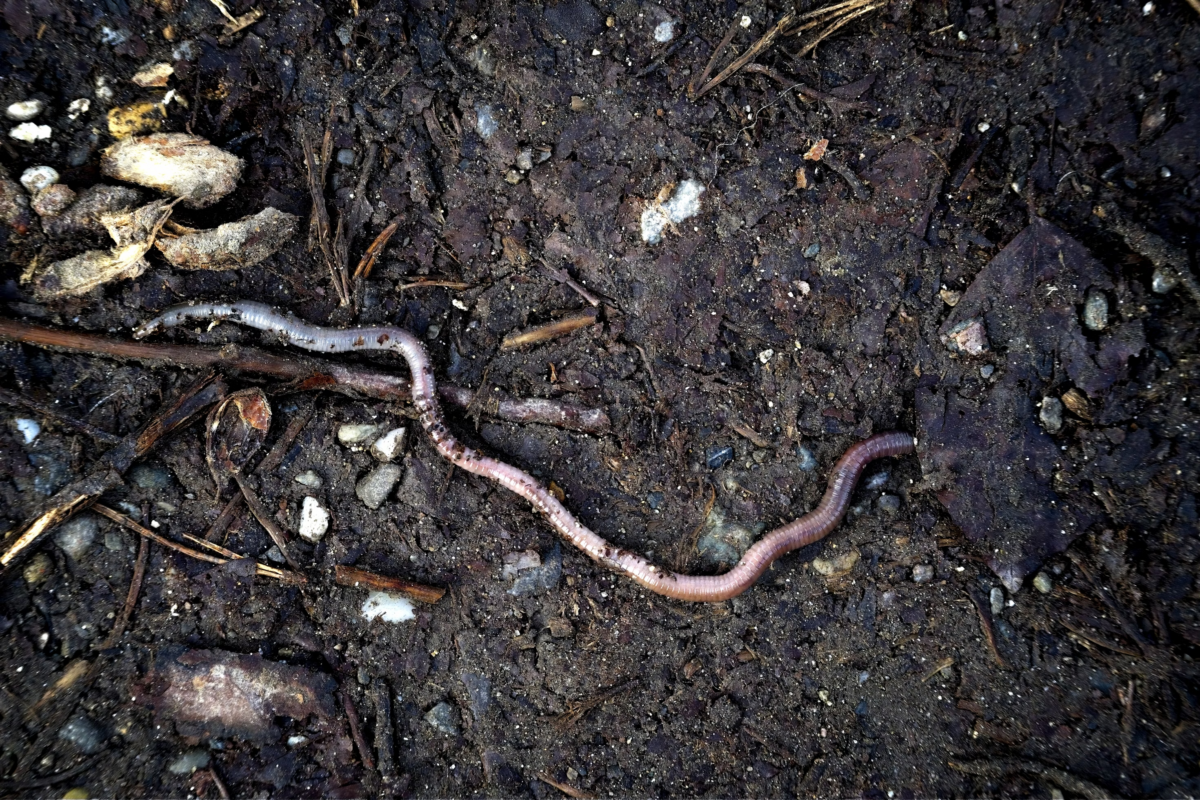 earthworm