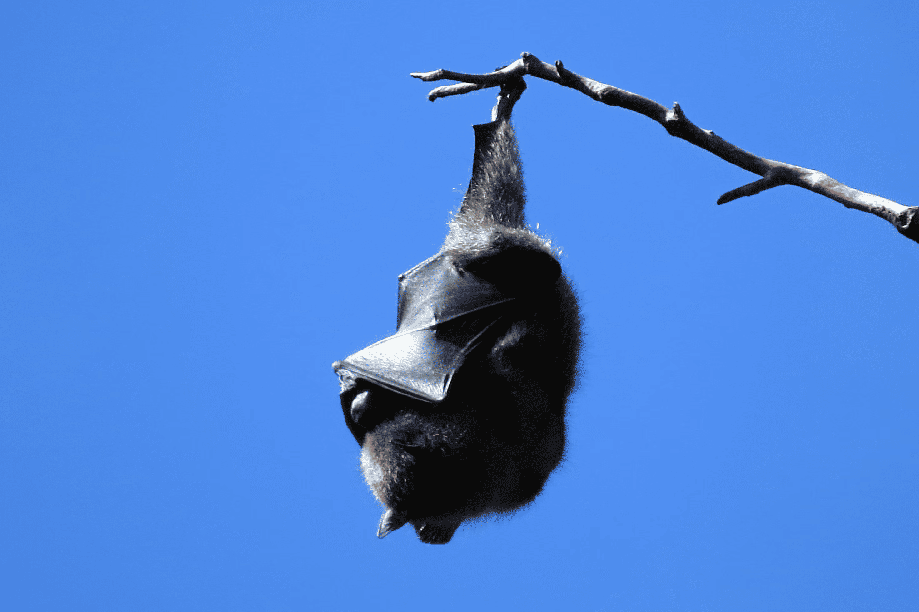 Hawaiian hoary bat