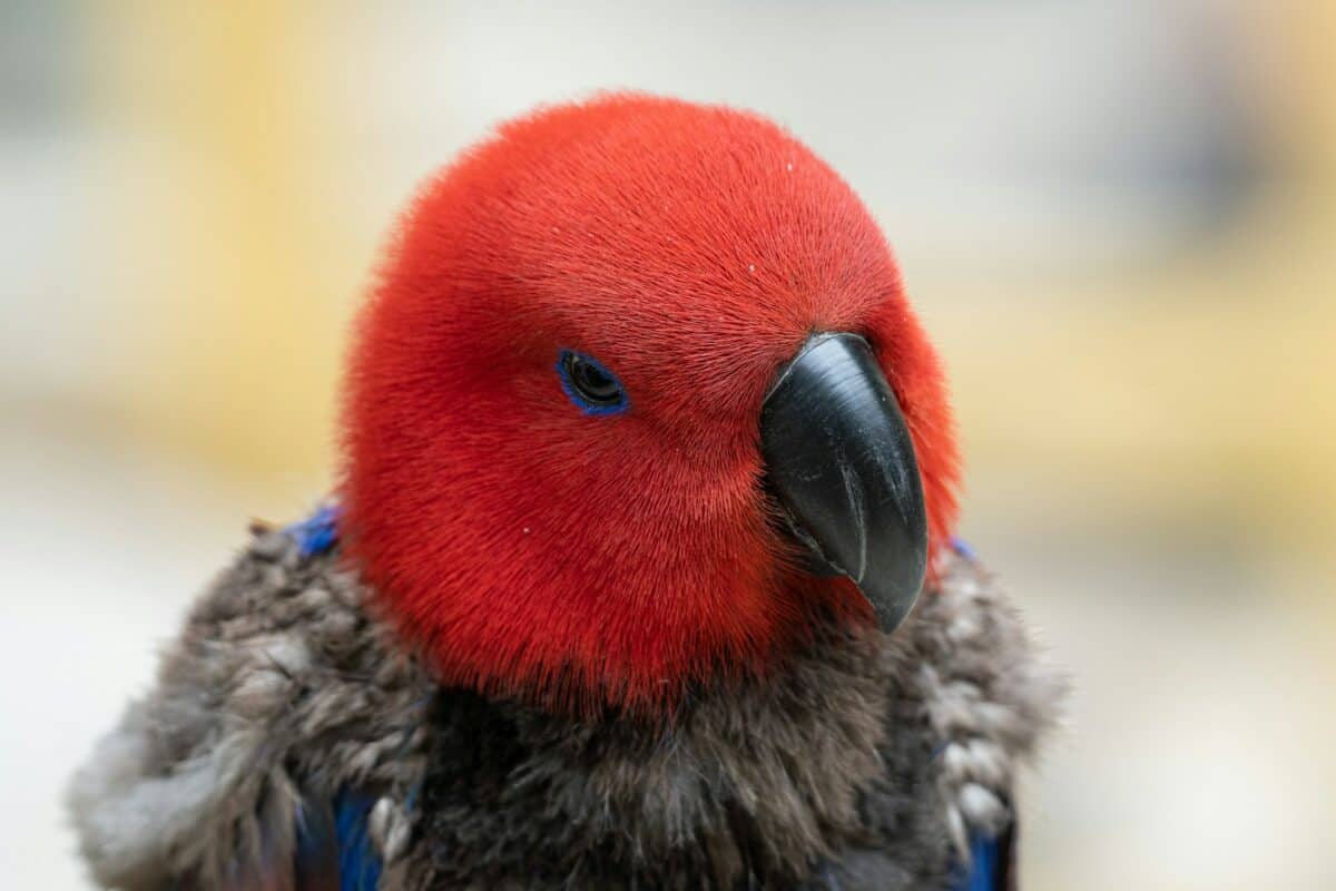 baby parrot