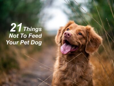 21 Things Not to Feed Your Pet Dog