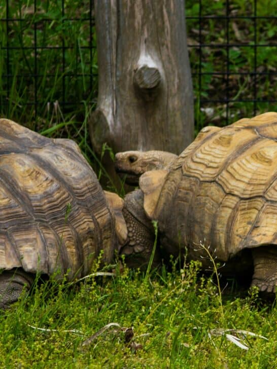 The Tortoise: A Symbol of Patience and Slow Movement