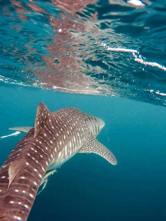 Whale Sharks and Their Mysterious Mating Rituals