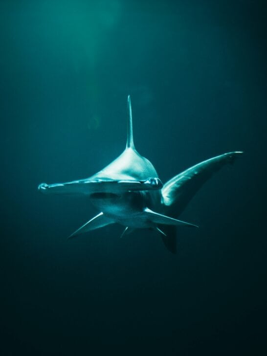 Why Hammerhead Sharks Are Flocking to Texas Waters