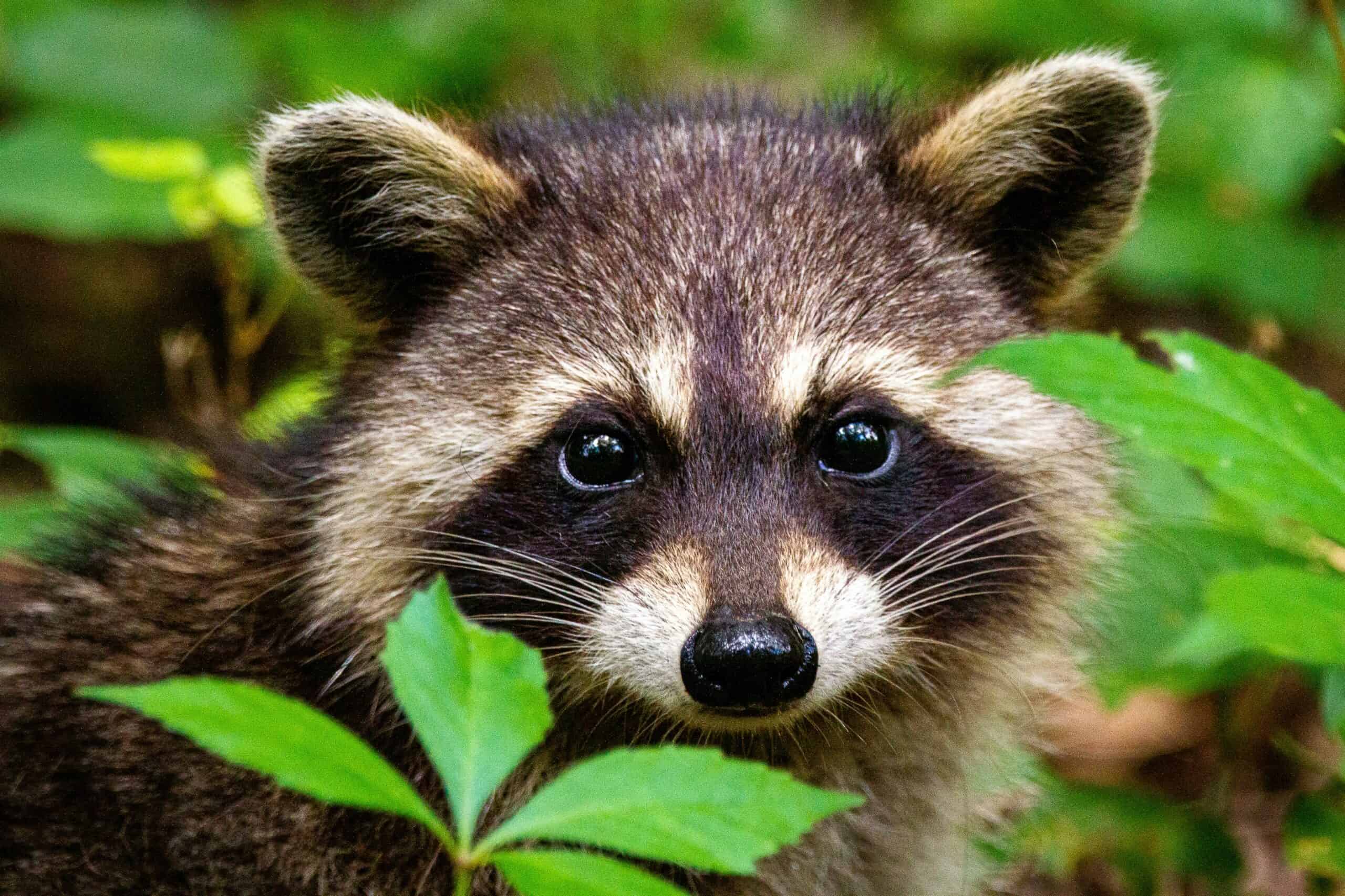 Racoon