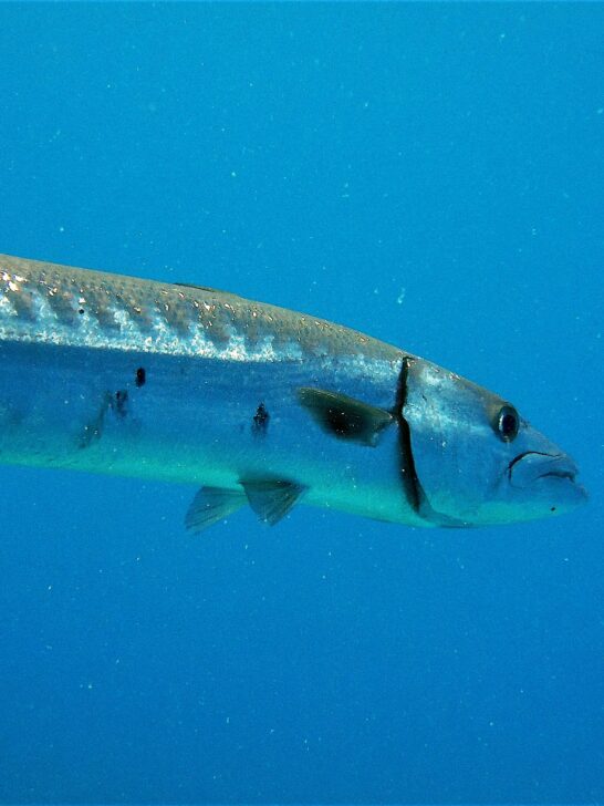 Encounter The Largest Barracuda Ever Recorded