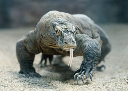 Difference Between The Komodo Dragon & Monitor Lizard