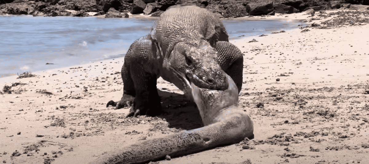 komodo dragon devours moray eel