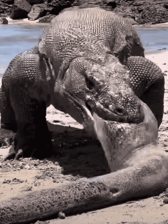 Watch: Komodo Dragon Devours Massive Moray Eel