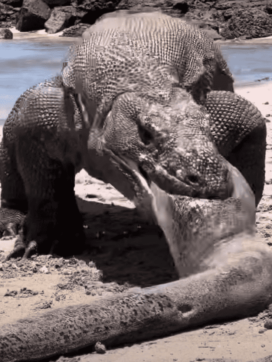 The 12 Most Fearless Creatures in the Animal Kingdom