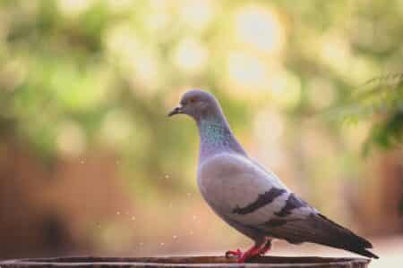These Birds Can Predict Earthquakes Hours in Advance