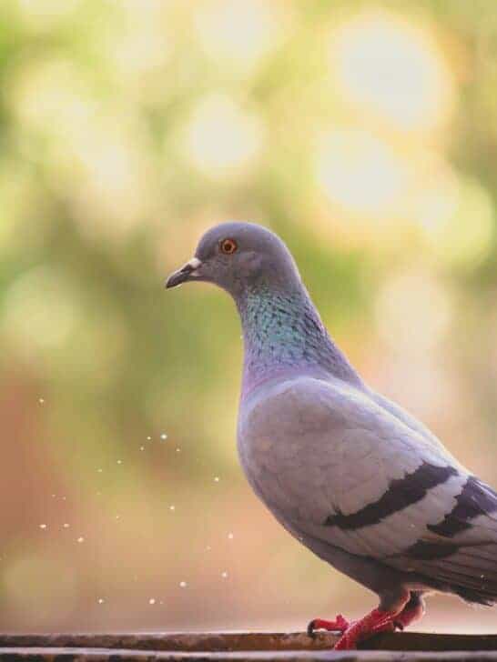These Birds Can Predict Earthquakes Hours in Advance