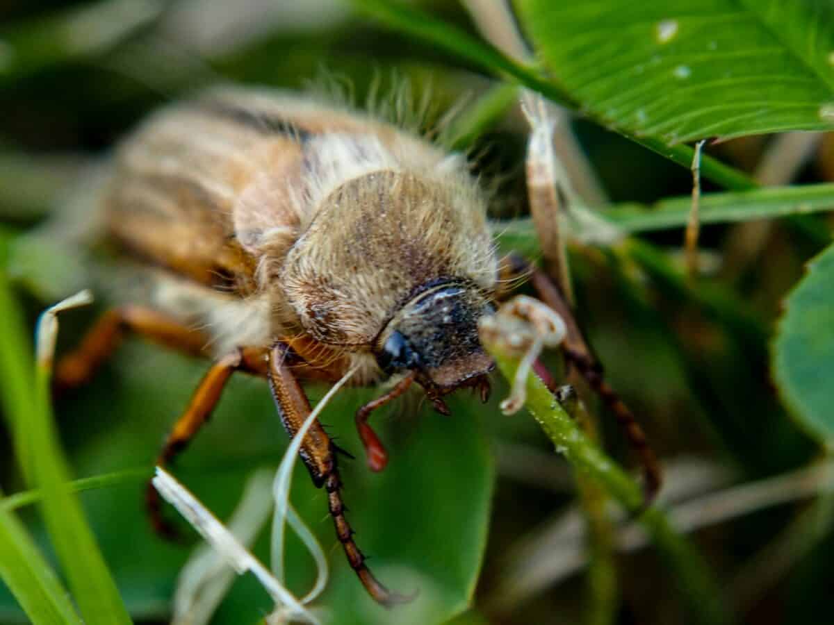 burying beetle