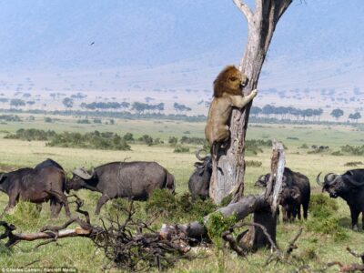 Watch: Lion Trapped in Tree by Angry Buffalo Herd