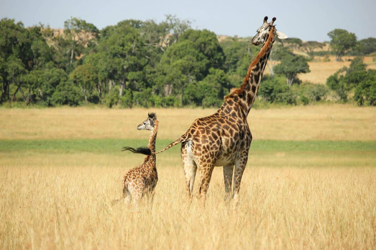 baby giraffe