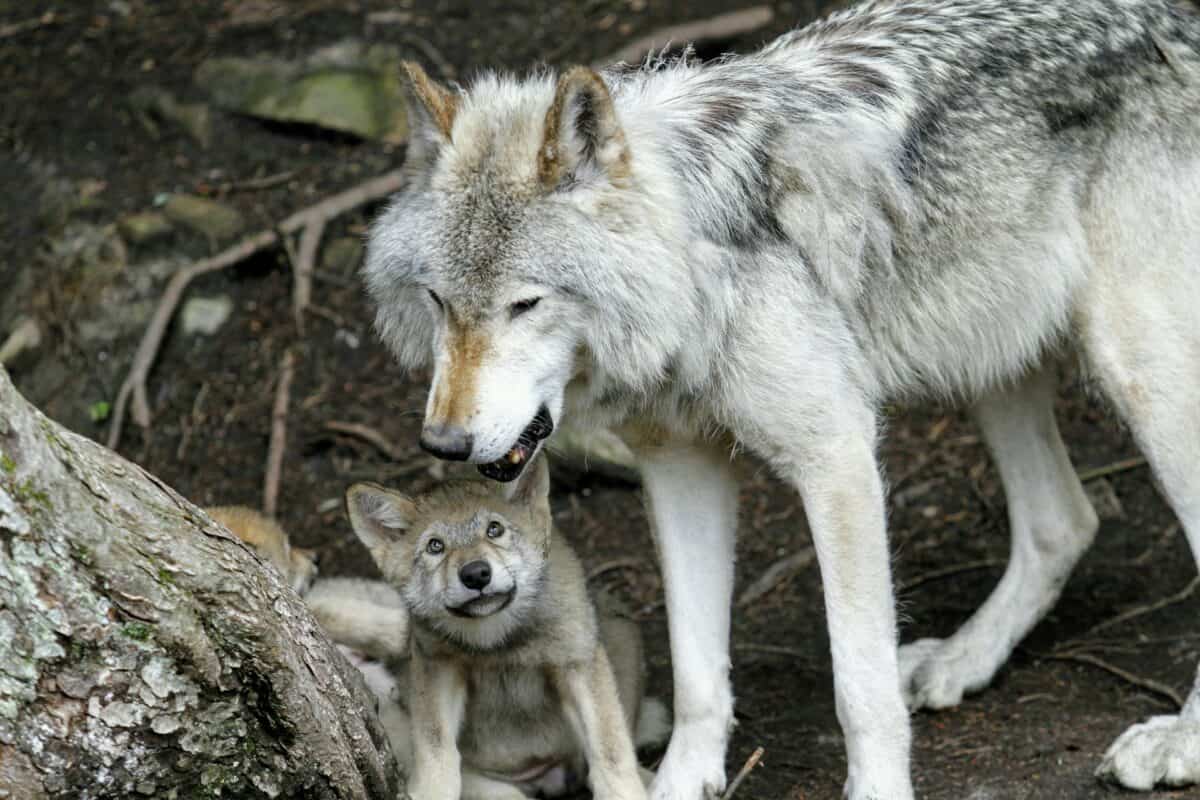 baby wolf