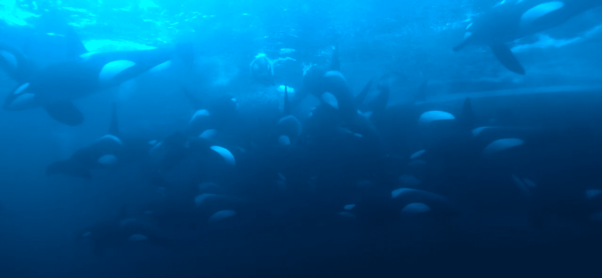 Diving with 50 Killer whales