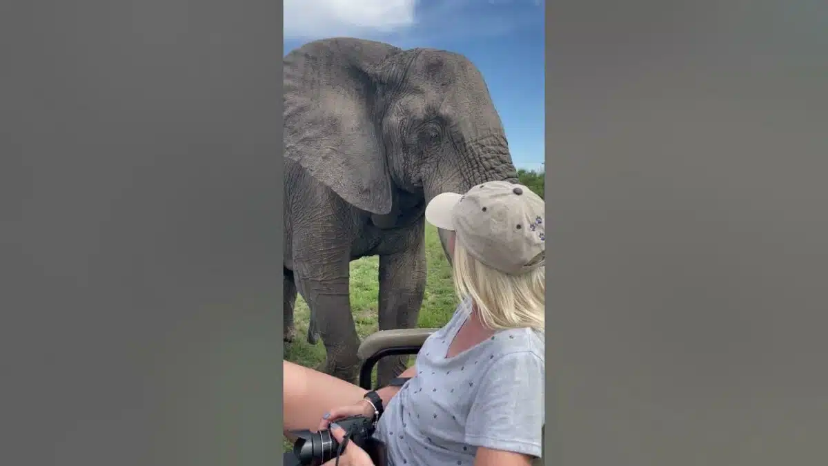 Elephant Gives Tourists a Warm Welcome
