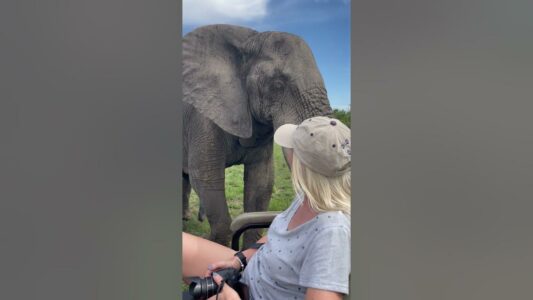 Watch: Elephant Gives Tourists Warm Welcome on Game Ride