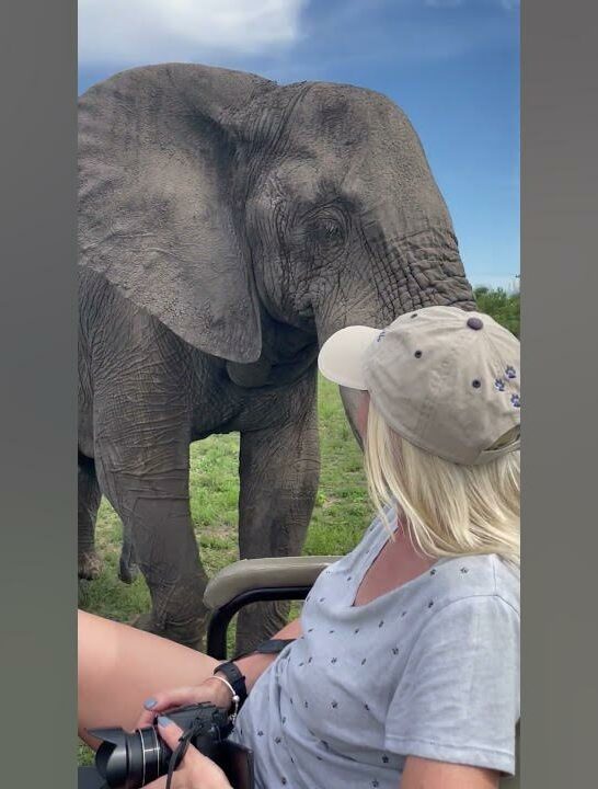 Watch: Elephant Gives Tourists Warm Welcome on Game Ride