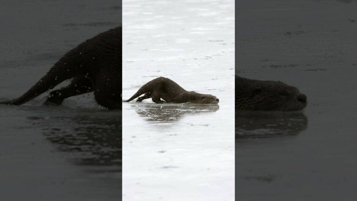 Otter Run and Slide