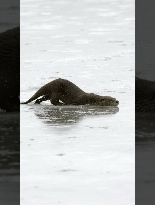 Watch: River Otter Run and Slide over Frozen Lake for Over a Mile