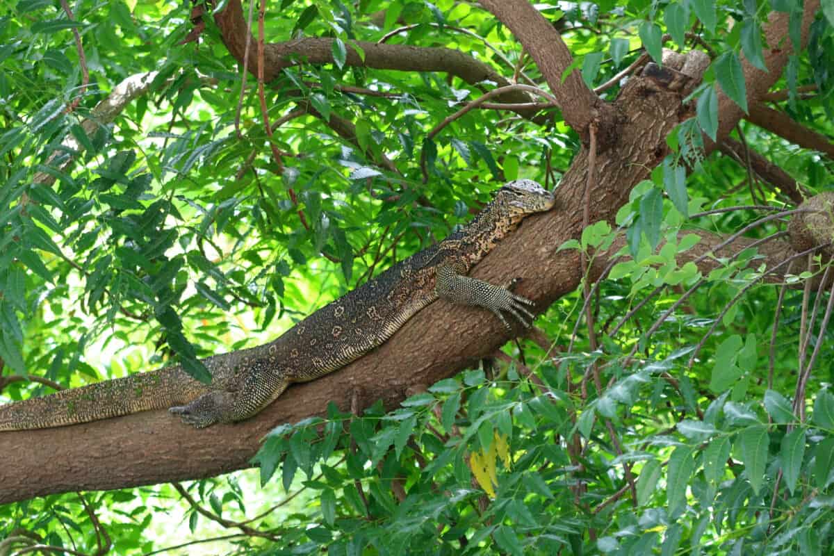 monitor lizard in nature
