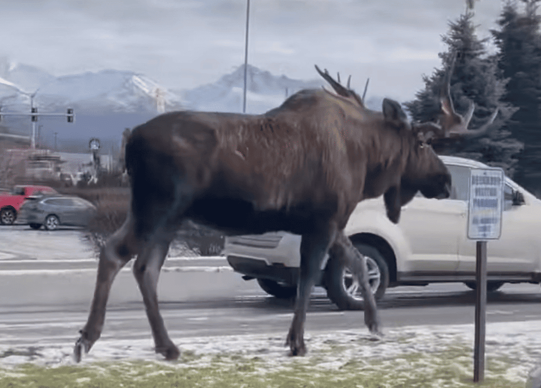 Moose walking next to car in alaska