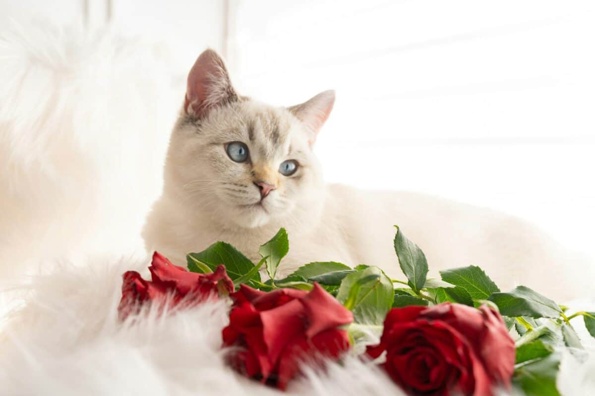 A photo of a cat lying with red roses, a popular Valentine's Day flower choice. Be sure to cut the thorns off! Image by Nils via Unsplash.