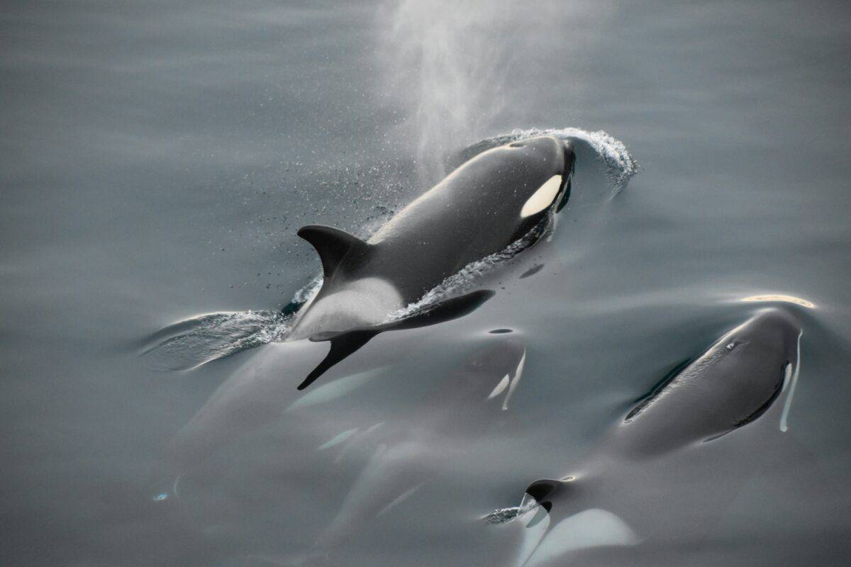 Two Orca