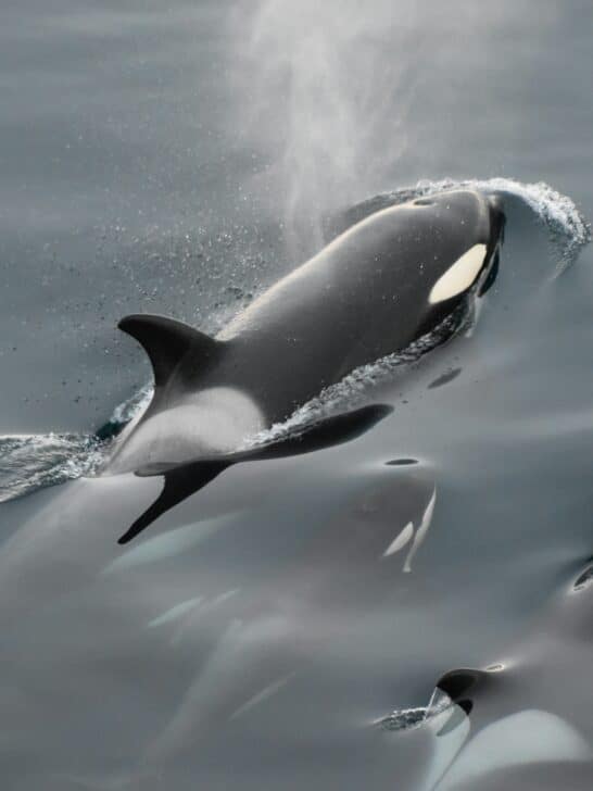 The Orca Pods That Teach Their Young to Steal Fish from Boats